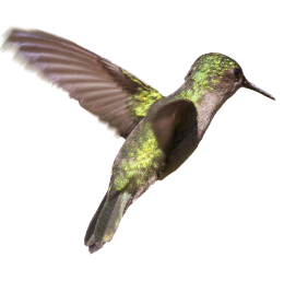 colibri